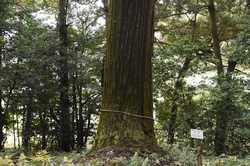 篠田神社 神木