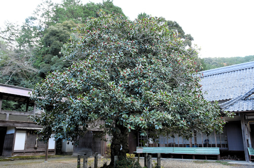 神木　タラヨウ樹